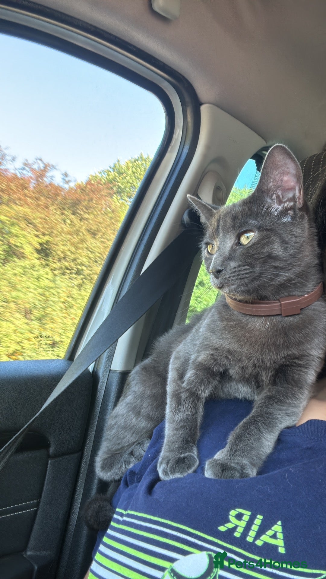 British Shorthair cats for sale: Kitten - Advert 8