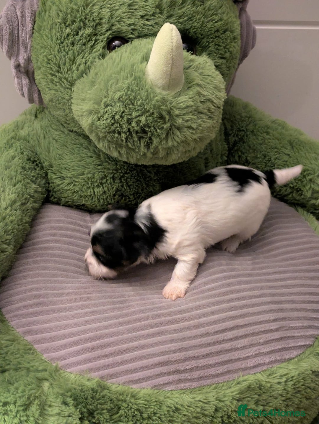 Yorkshire Terrier dogs for sale: York terrier pupyy  - Advert 6