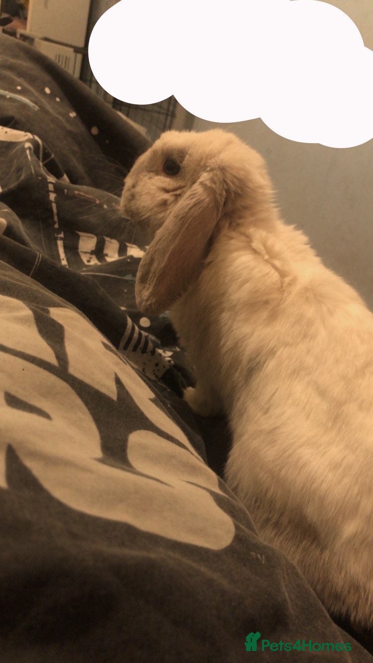 English Lop rabbits Rabbit for sale - Advert 2