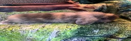 Mini Lop rabbits for sale: Beautiful mini Lop Baby Rabbits - Advert 7