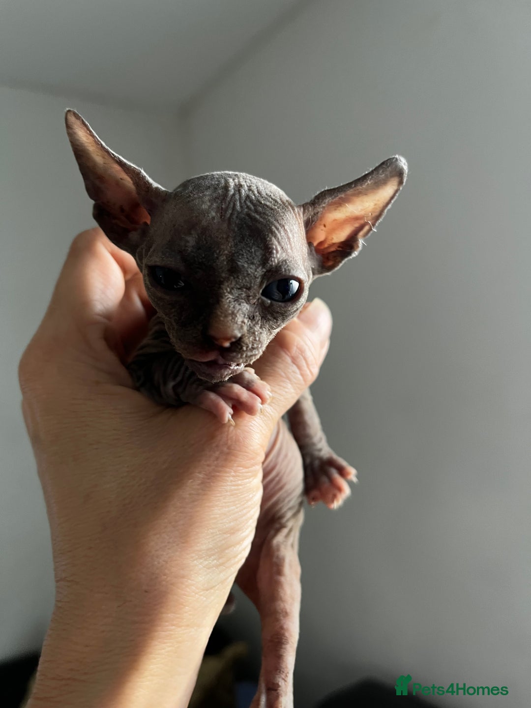 Sphynx cats for sale: Sphynx kittens - Image 20