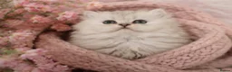 Persian cats for sale: *Stunning Persian Chinchilla Kitten Girl&Boy* - Advert 8