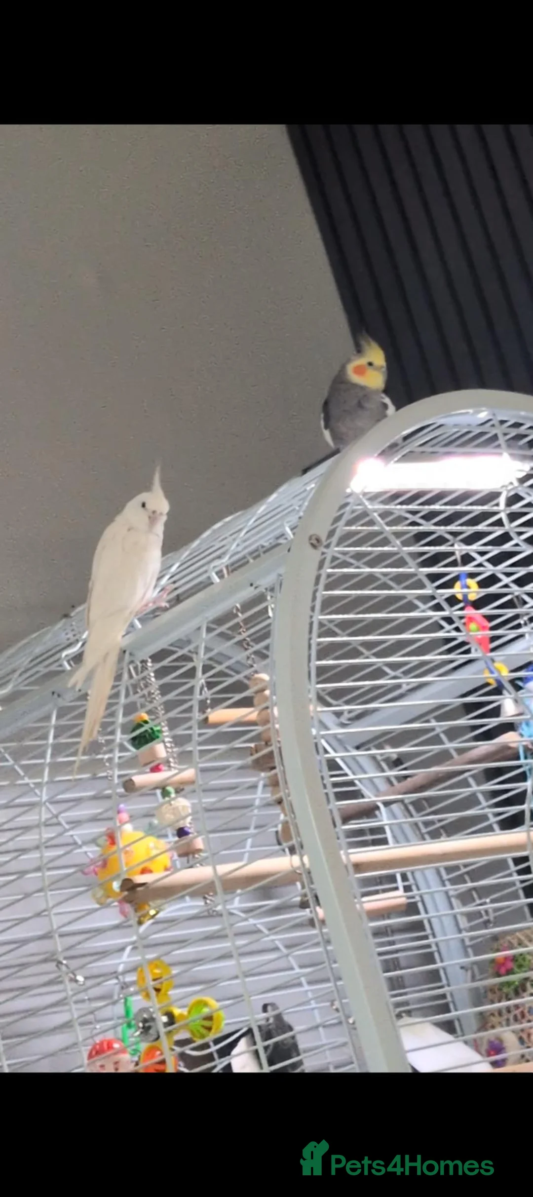 Cockatiels birds for sale: Male Cockatiel - Advert 3