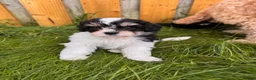Mixed Breed dogs for sale: Shihpoo - Advert 15