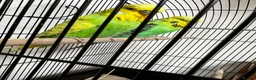 Budgerigars birds for sale: Beautiful Home Bred Young Budgies - Advert 3