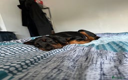 Dobermann dogs for sale: Pregnancy Confirmed - European Doberman Puppies - Image 8