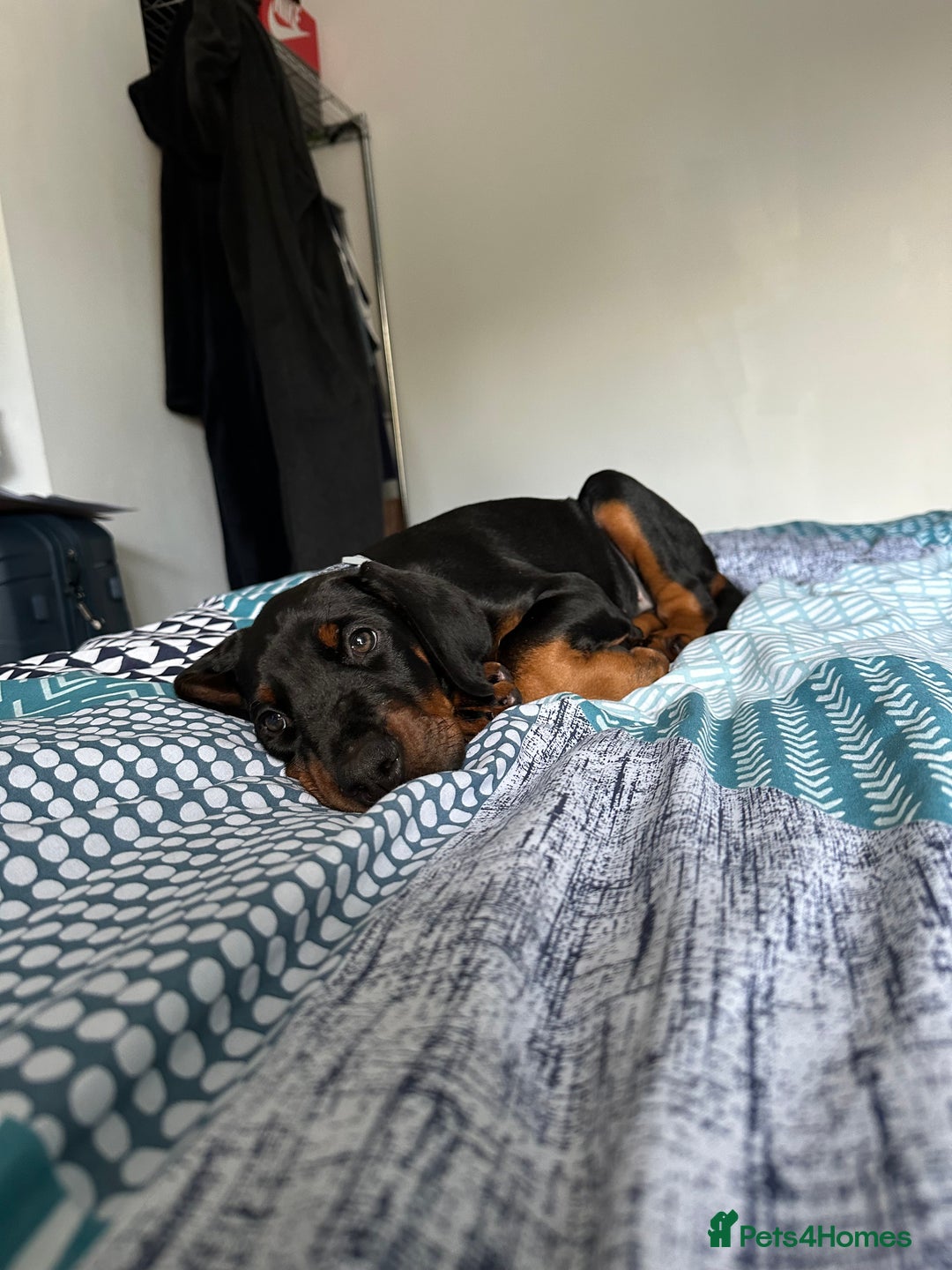 Dobermann dogs for sale: Pregnancy Confirmed - European Doberman Puppies - Image 8