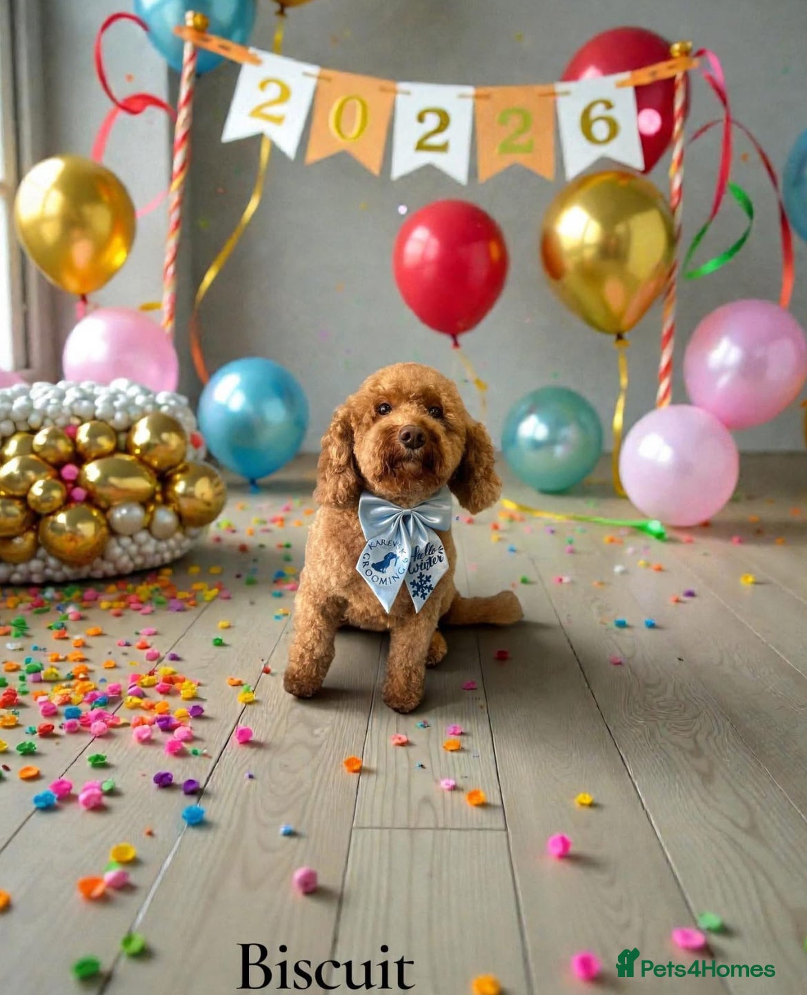 Cockapoo dogs 3 females and 2 males - Advert 2