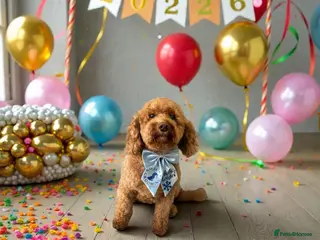 Cockapoo dogs 3 females and 2 males - Advert 1