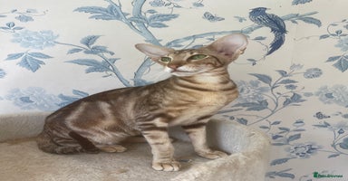 Oriental cats - Advert 2