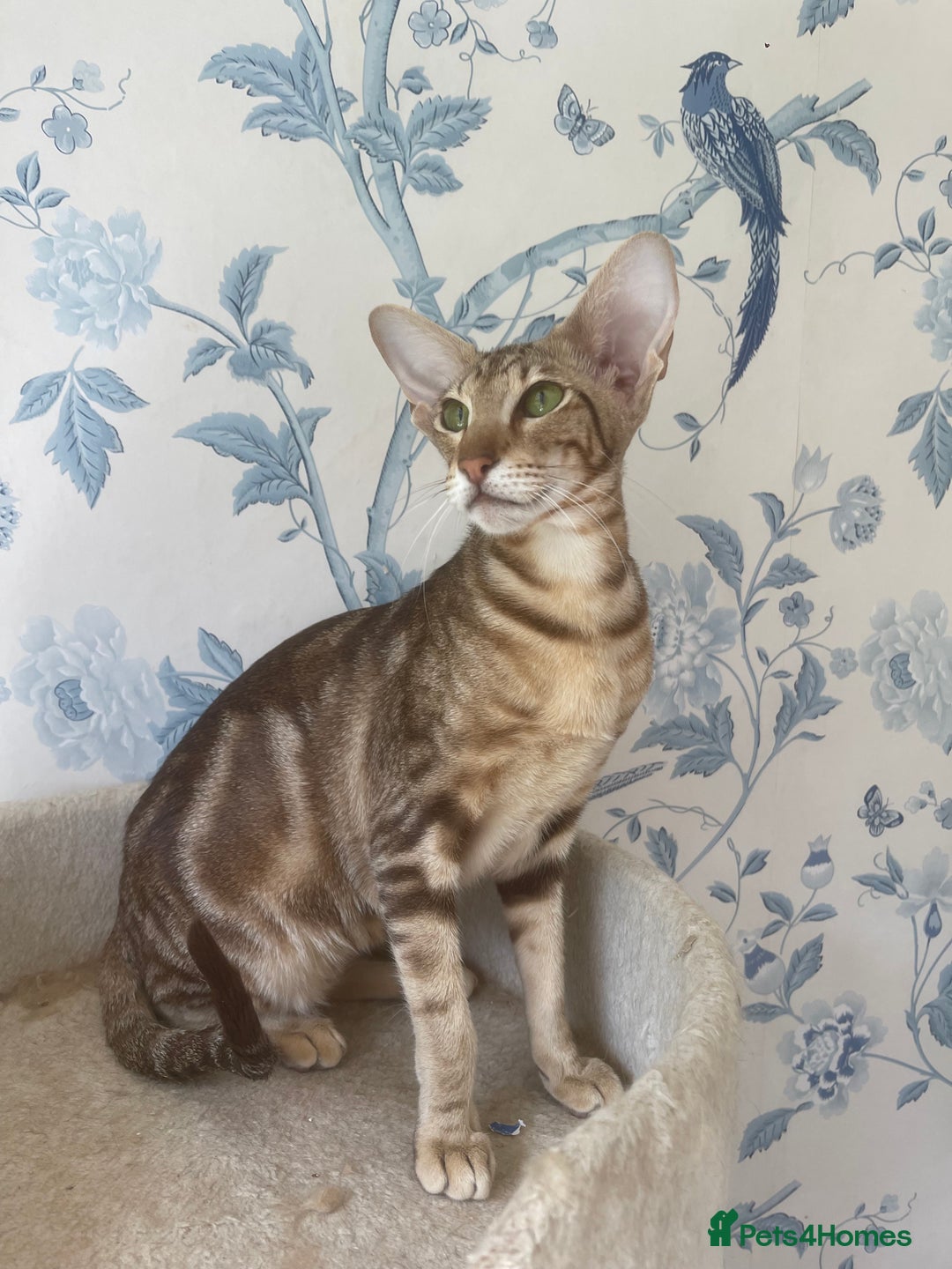 Oriental cats for sale: Adult Girl Is Looking for New Home - Image 2