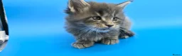 Maine Coon cats for sale: Tica Beautiful Maine Coon Kittens  - Advert 11