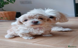 Maltipoo dogs for sale: Asian Teddy Toy Maltipoos  - Image 1