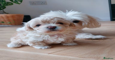 Maltipoo dogs - Advert 2