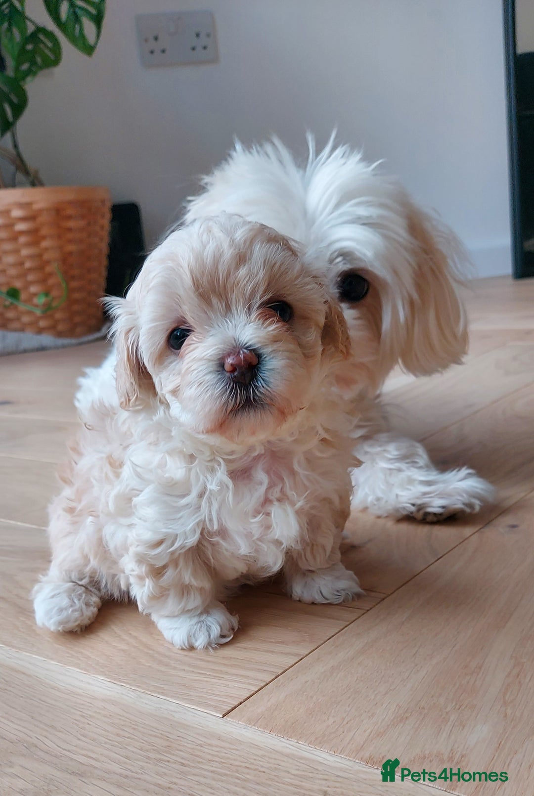 Maltipoo dogs for sale: Asian Teddy Toy Maltipoos  - Image 1