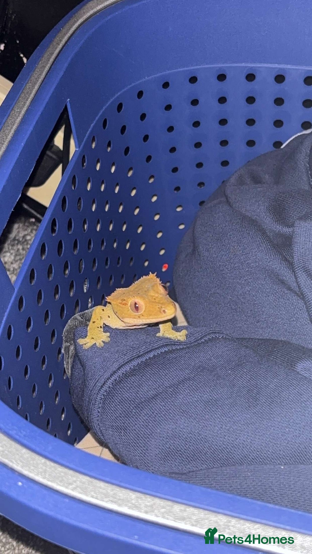 Gecko reptiles for sale: crested gecko full set up male and female  - Advert 5