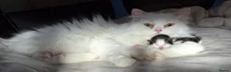 Munchkin cats for sale: Beautiful Munchkin Kittens – TICA Registered Dad - Advert 11