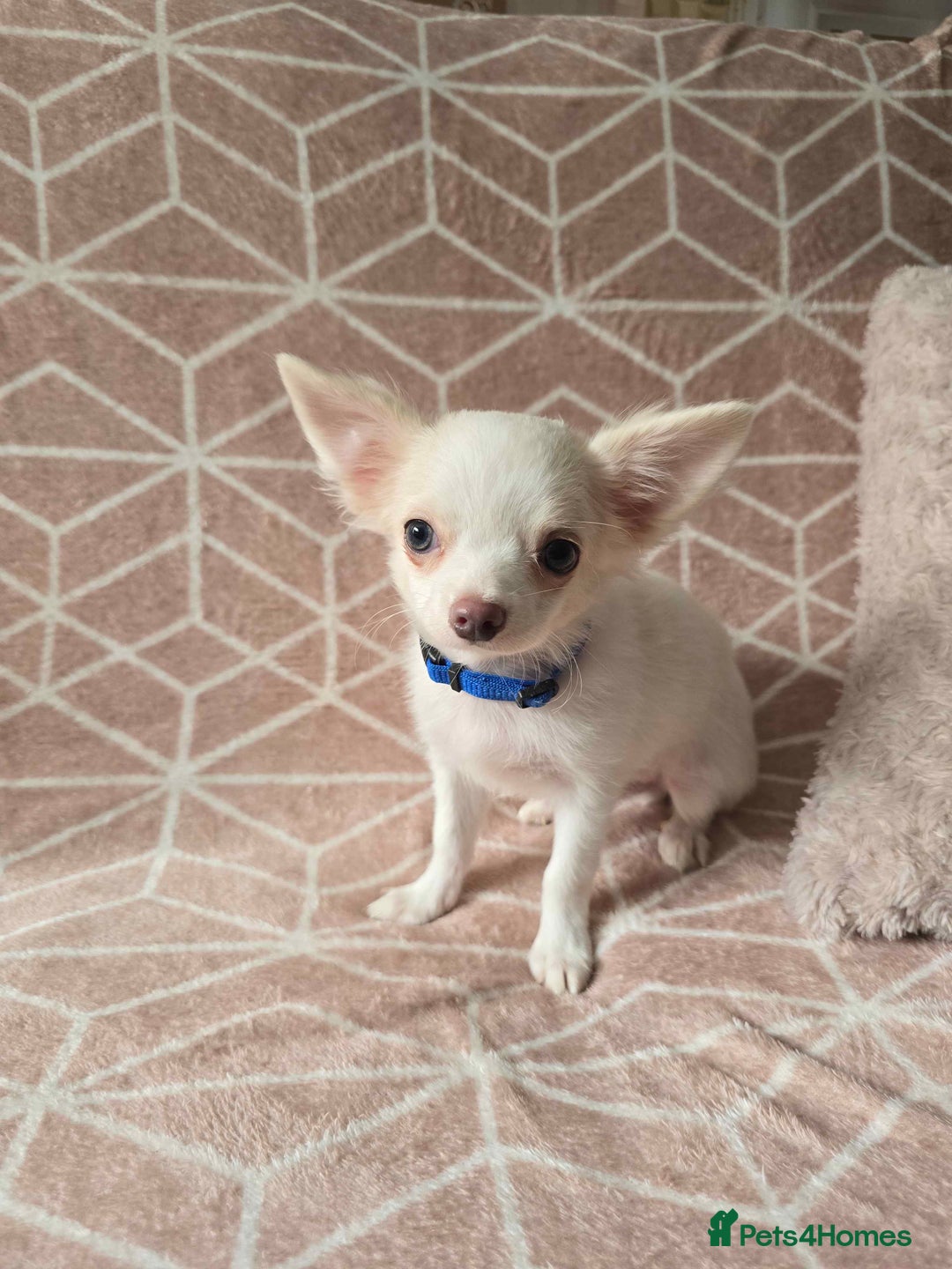 Chihuahua dogs for sale: 3 Handsome (KC) Chihuahua boys left (New photos) - Image 31