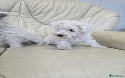 West Highland Terrier dogs for sale: KC REGISTERED WEST HIGHLAND TERRIERS - Image 1