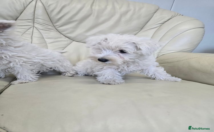 West Highland Terrier dogs - Advert 1