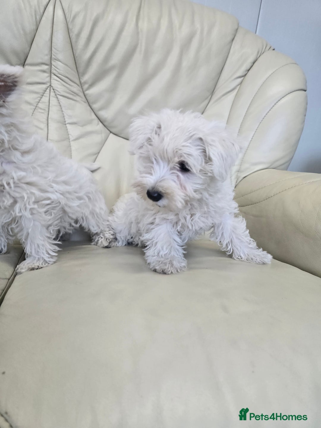 West Highland Terrier dogs for sale: KC REGISTERED WEST HIGHLAND TERRIERS - Image 1