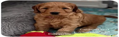 Australian Labradoodle 5