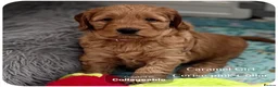Australian Labradoodle dogs for sale: Stunning Australian Labradoodle Pups - Advert 25