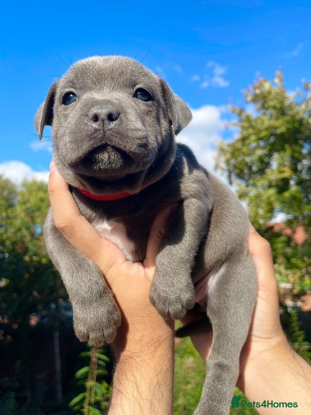 Staffordshire Bull Terrier dogs for sale: STUNNING CHAMPION BRED LITTER - Image 13