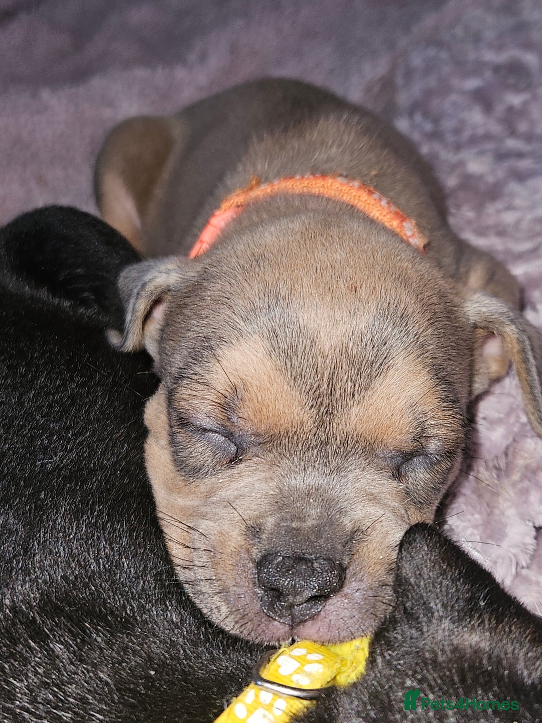 Mixed Breed dogs for sale: American Bulldog Cross Staffy puppies  - Image 25