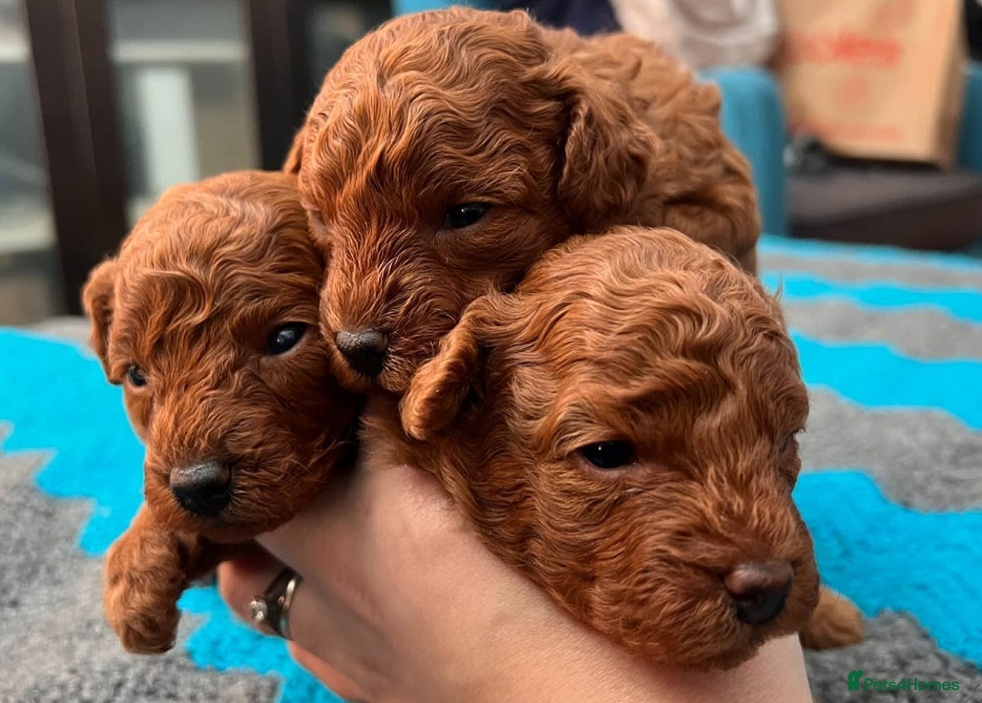 Toy Poodle dogs for sale: Pure bred Red Tiny Toy Poodle Puppies - Advert 1