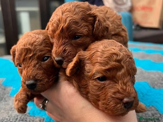 Toy Poodle dogs Pure bred Red Tiny Toy Poodle Puppies - Advert 11