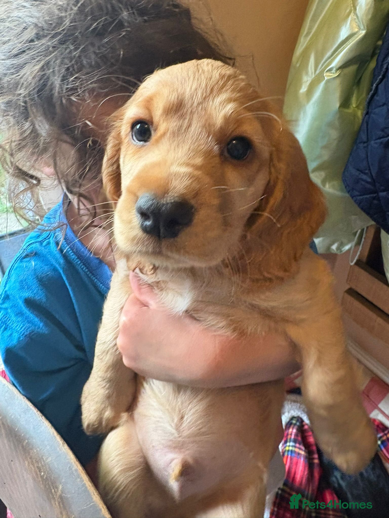 Cocker Spaniel dogs Working Cocker Puppies - Advert 2