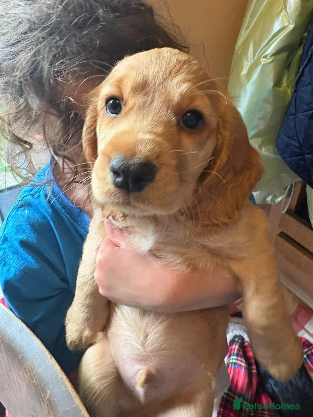 Cocker Spaniel dogs for sale: Working Cocker Puppies - Advert 2