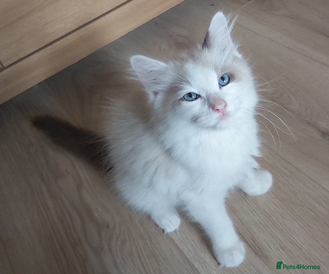 Ragdoll cats for sale: RAGDOLLS BOYS BICOLOUR VACCINATED MICROCHIPED  - Image 9