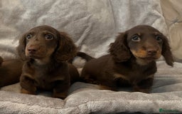 Miniature Dachshund dogs for sale: Last Long Haired Miniature Dachshund puppy in Gravesend - Image 16