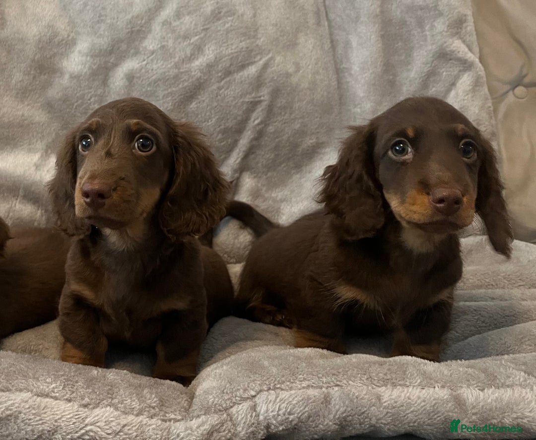 Miniature Dachshund dogs for sale: Last Long Haired Miniature Dachshund puppy in Gravesend - Image 16