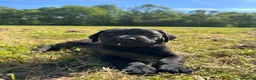 Labrador Retriever dogs for sale: International FTCH sired working Labrador pups  - Advert 30