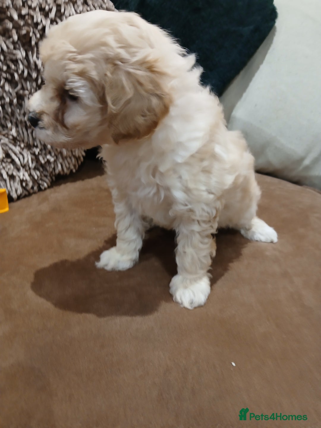 Maltipoo dogs for sale: Maltypoo pups - Advert 26