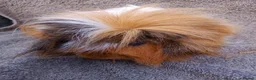 Guinea Pig rodents for sale: Baby guinea sows & adult boar & sow  - Advert 5