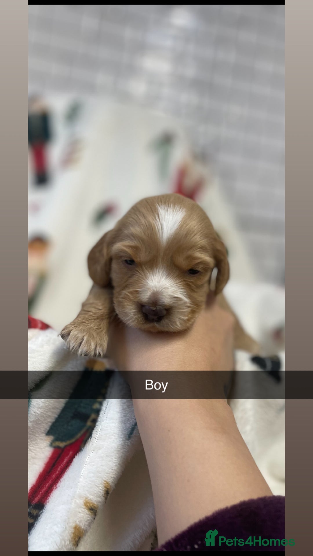 Cocker Spaniel dogs for sale: Cockers  - Advert 7