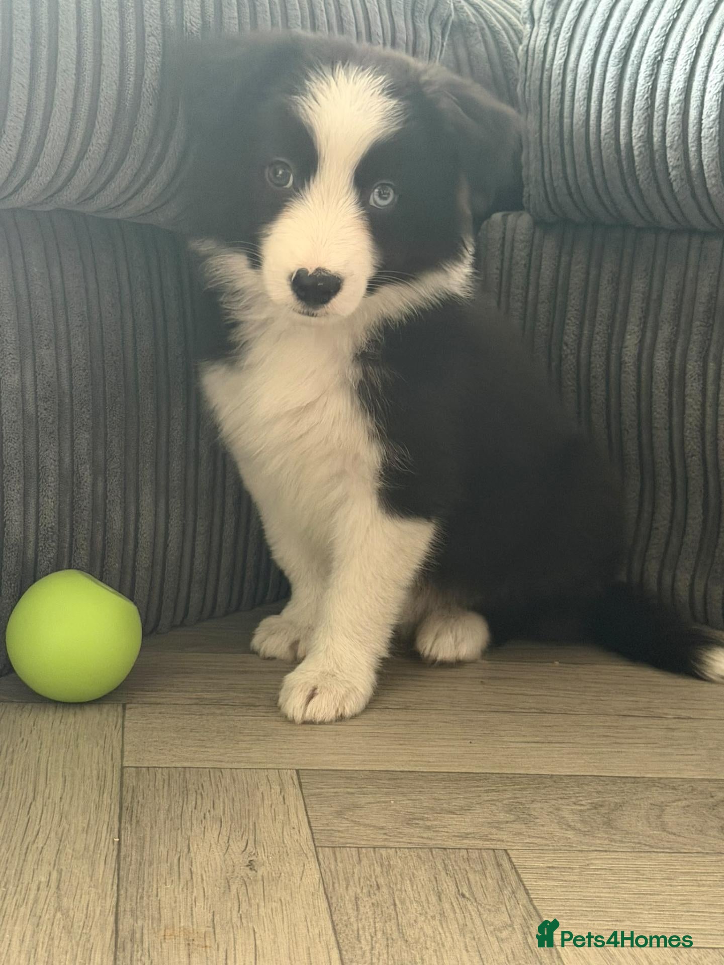 Border Collie dogs Traditional border collie pups. One boy ready now - Advert 1