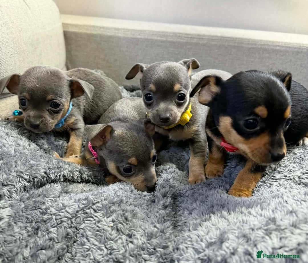 Chihuahua dogs for sale: CHIHUAHUA PUPPIES  - Advert 2