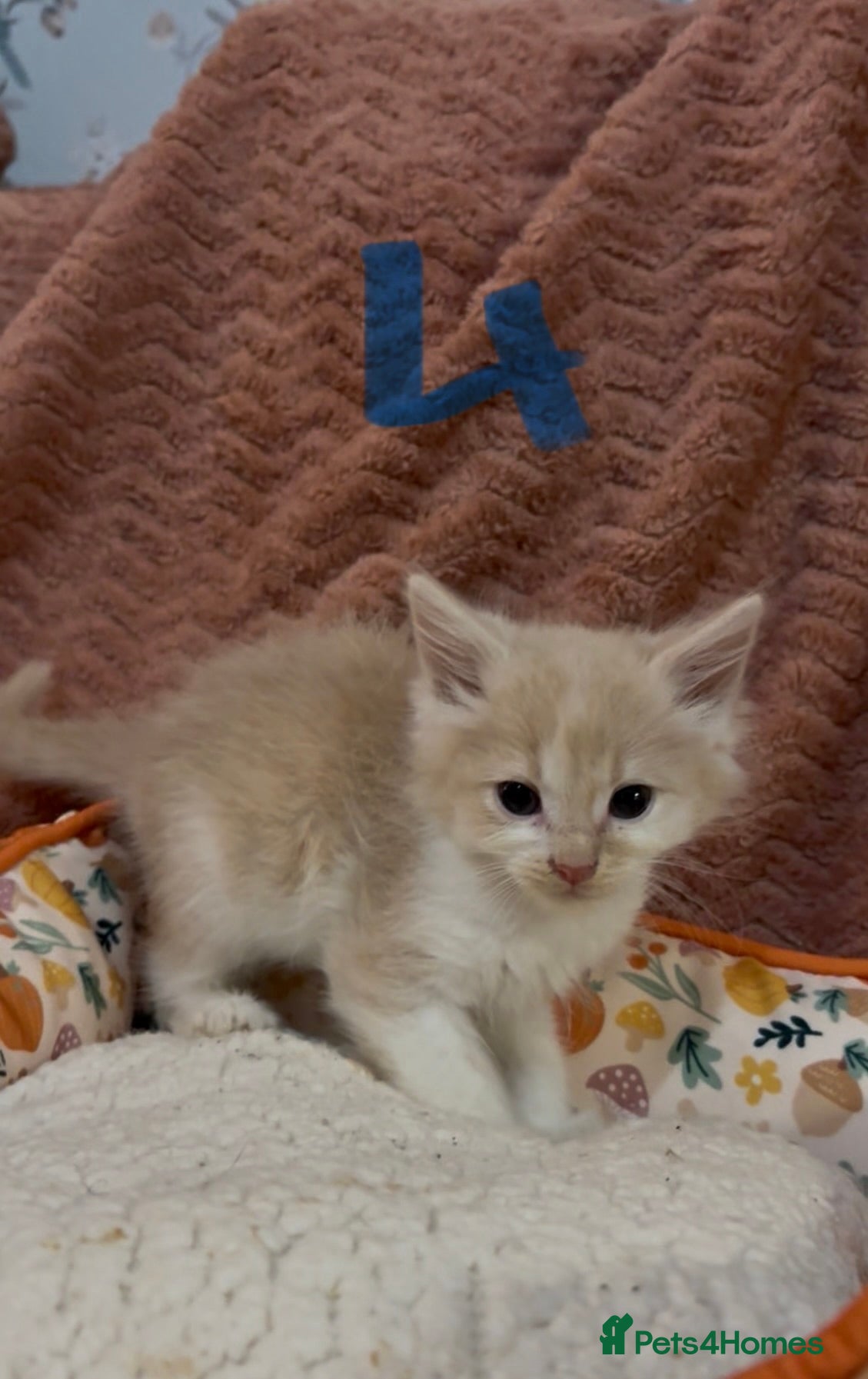 Mixed Breed cats for sale: 8 beautiful kittens ready for loving homes  - Advert 16