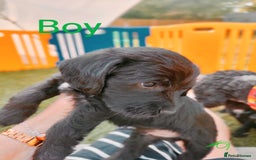Mixed Breed dogs for sale: Cockapoo/Parsons Russell Pups - Image 8
