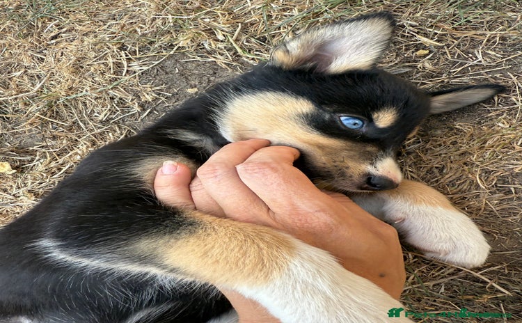 Pomsky dogs - Advert 1