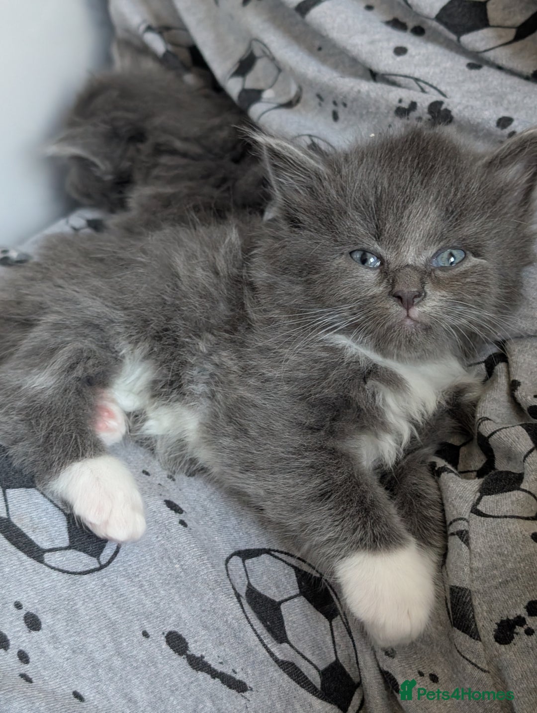 Maine Coon cats for sale: 3 maine coon cross kittens  - Image 9