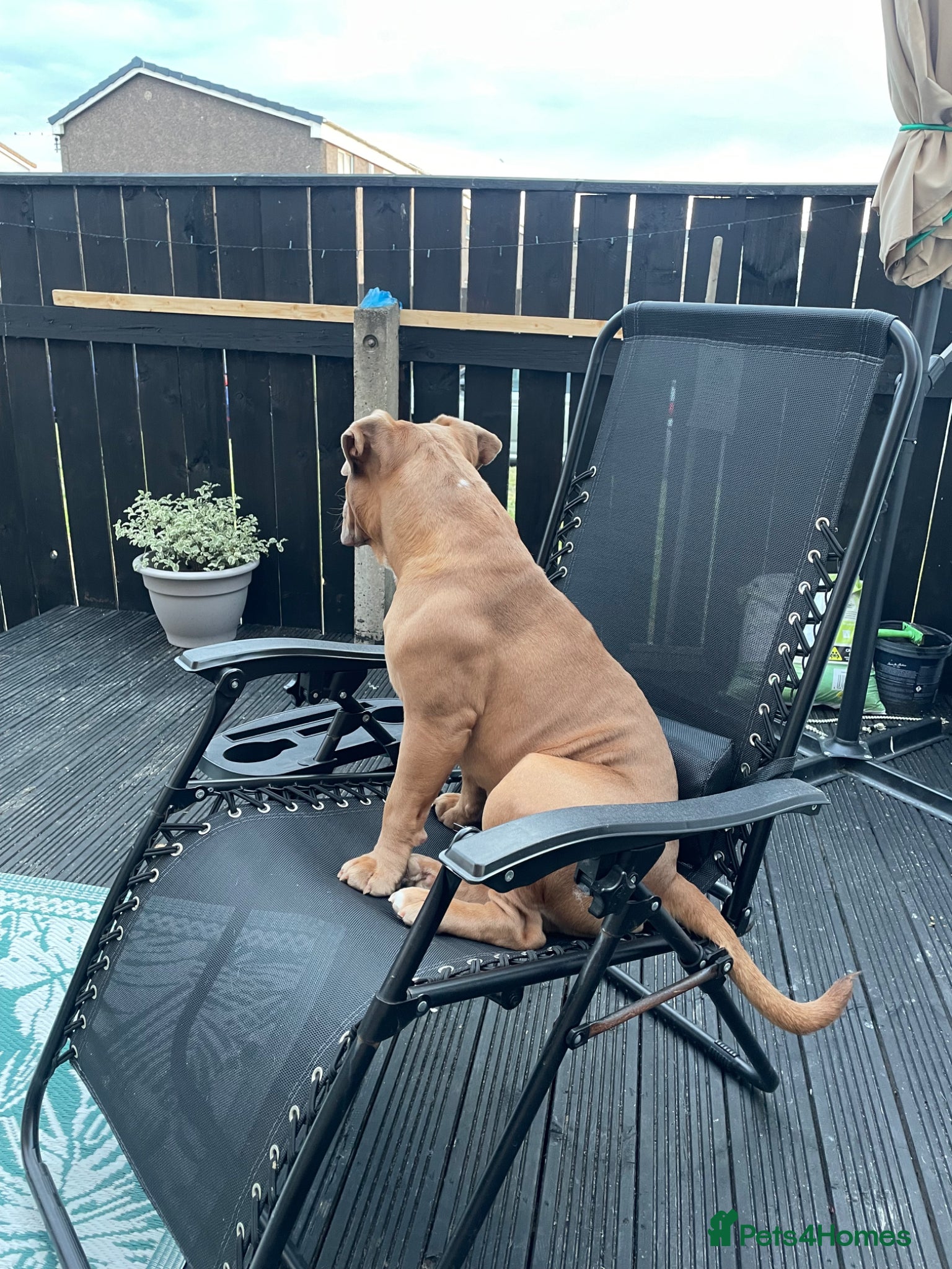 Old Tyme Bulldog dogs for sale: Old Tyme Bulldog  Looking for a Loving New Home - Advert 4