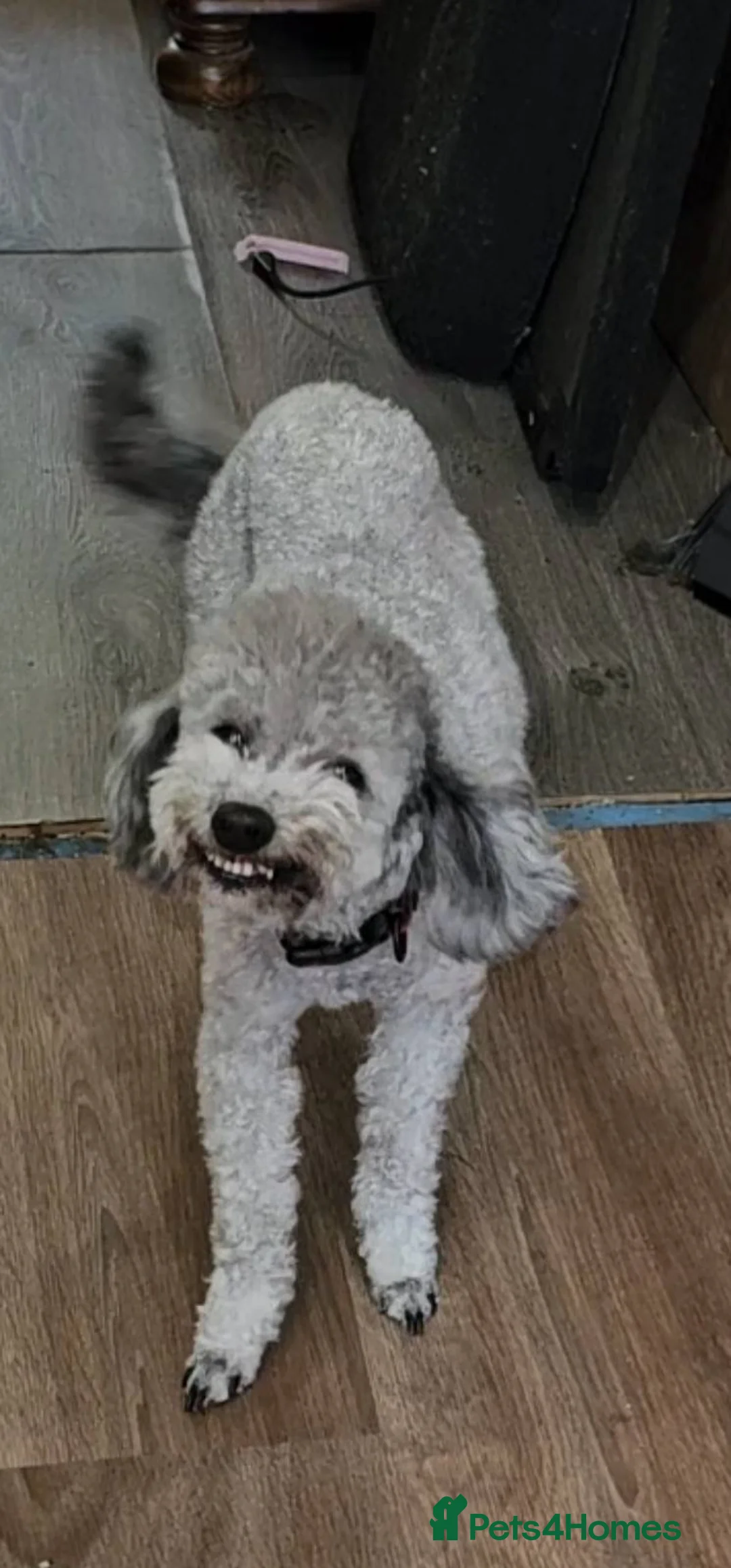 Toy Poodle dogs for sale: Asian Blood Toy Poodle  - Advert 3