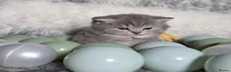 British Shorthair cats for sale: Golden Registered British shorthair kittens  - Advert 3