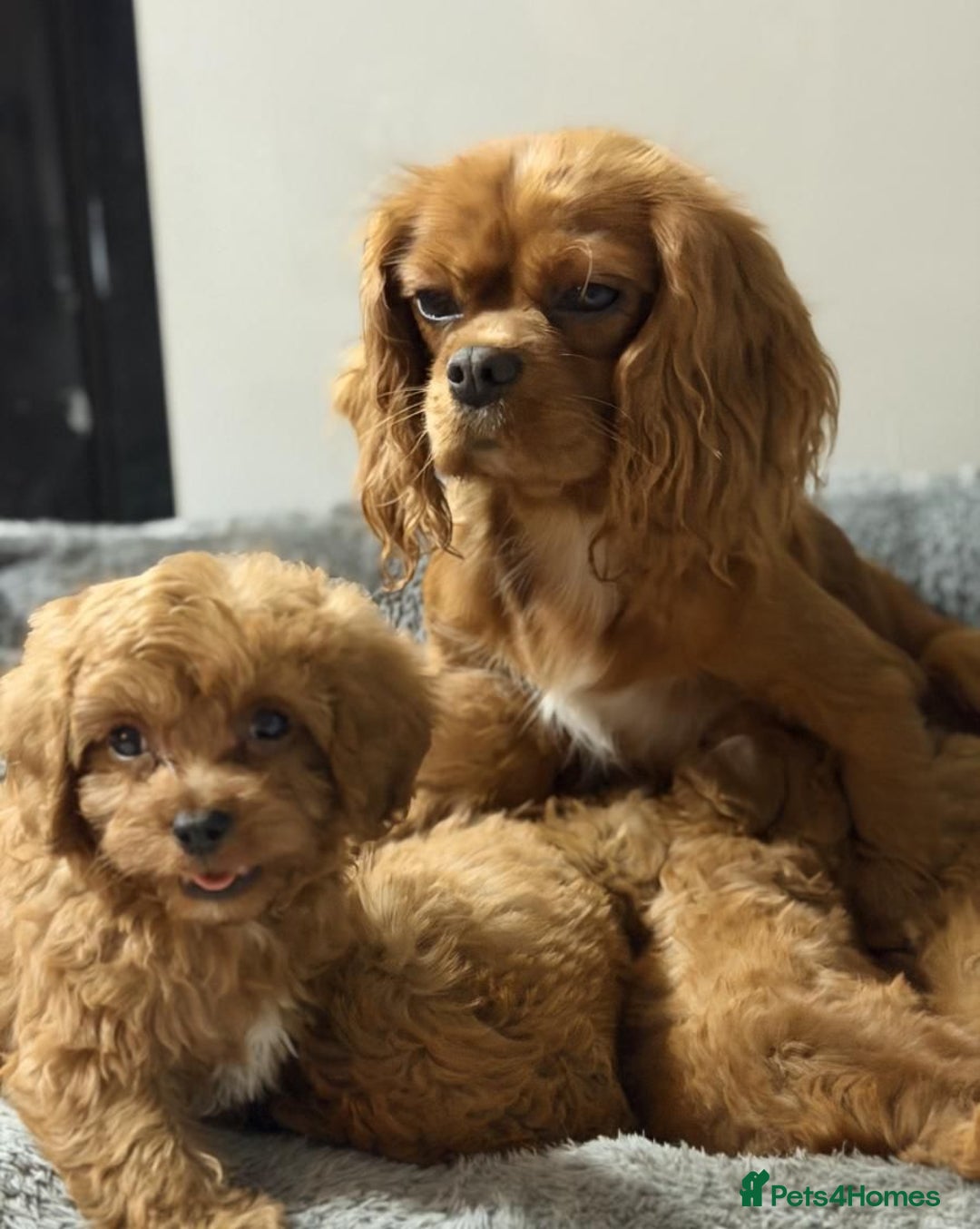 Cavapoo dogs for sale: Beautiful red cavapoo puppies for sale - Advert 1